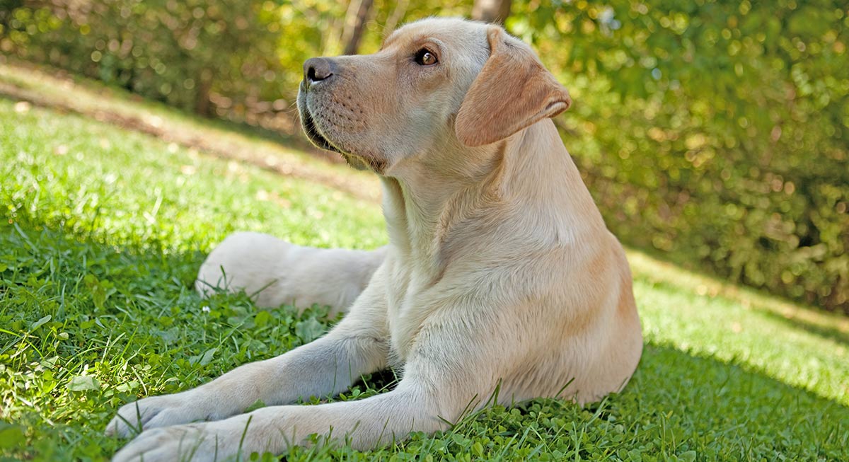 Teaching a dog to lay down