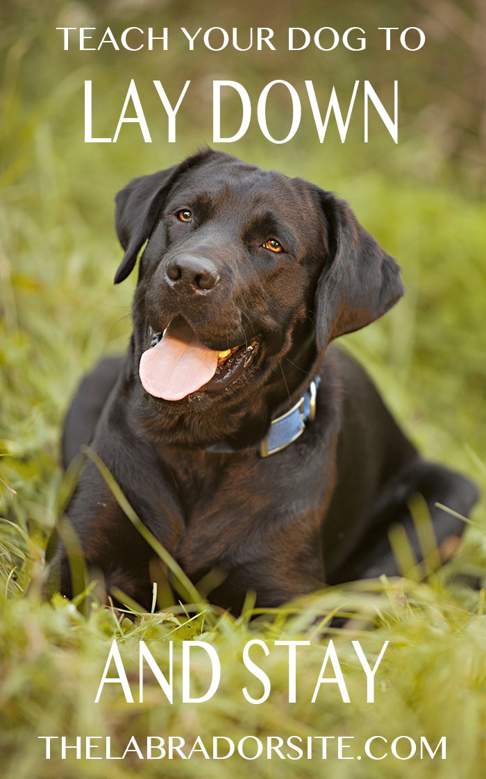 Find out how to teach your dog to lay down on your command. And to stay there until you release him. 