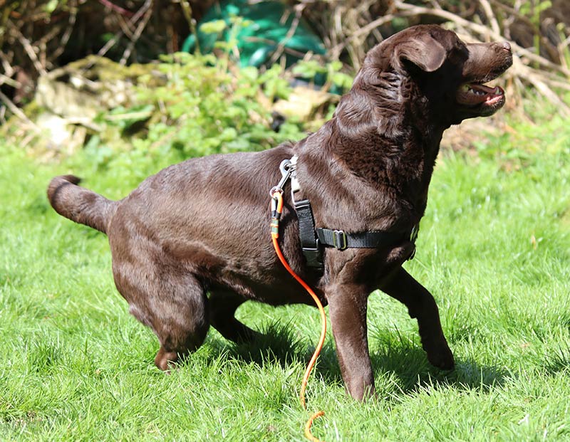 Rachel in a biothane long training lead