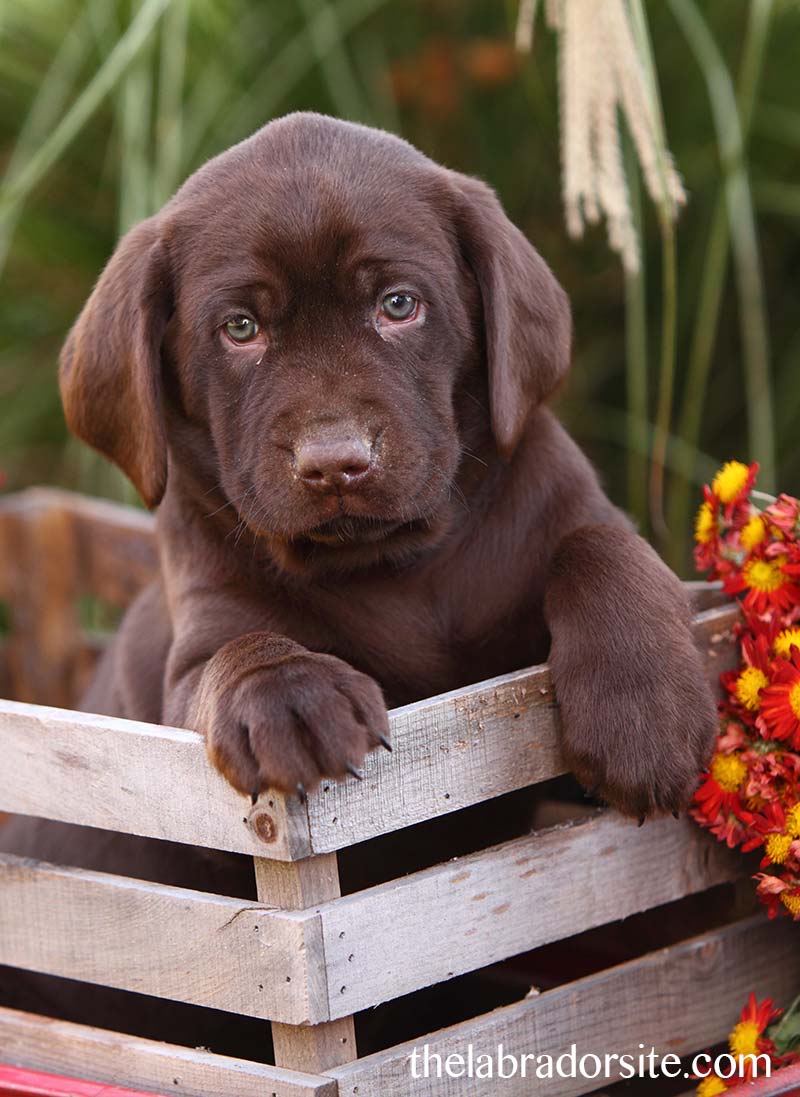 Your six week old puppy questions answered here