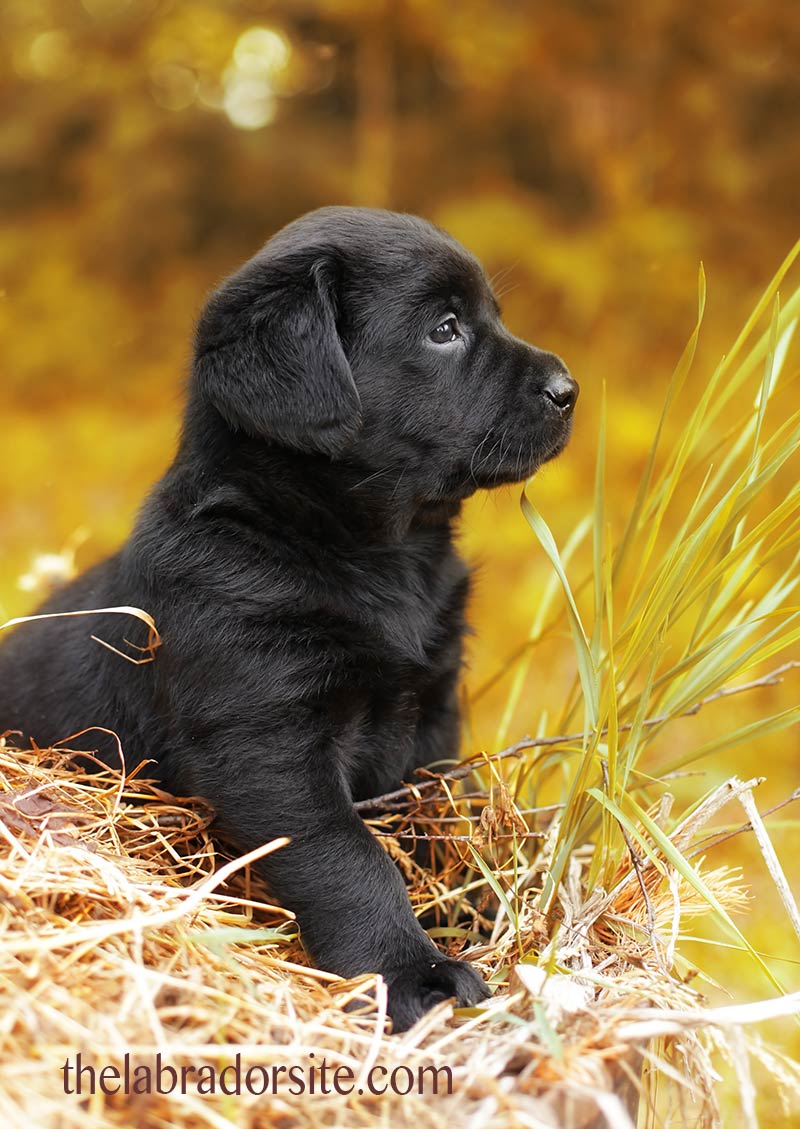 how much sleep do 6 week old puppies need