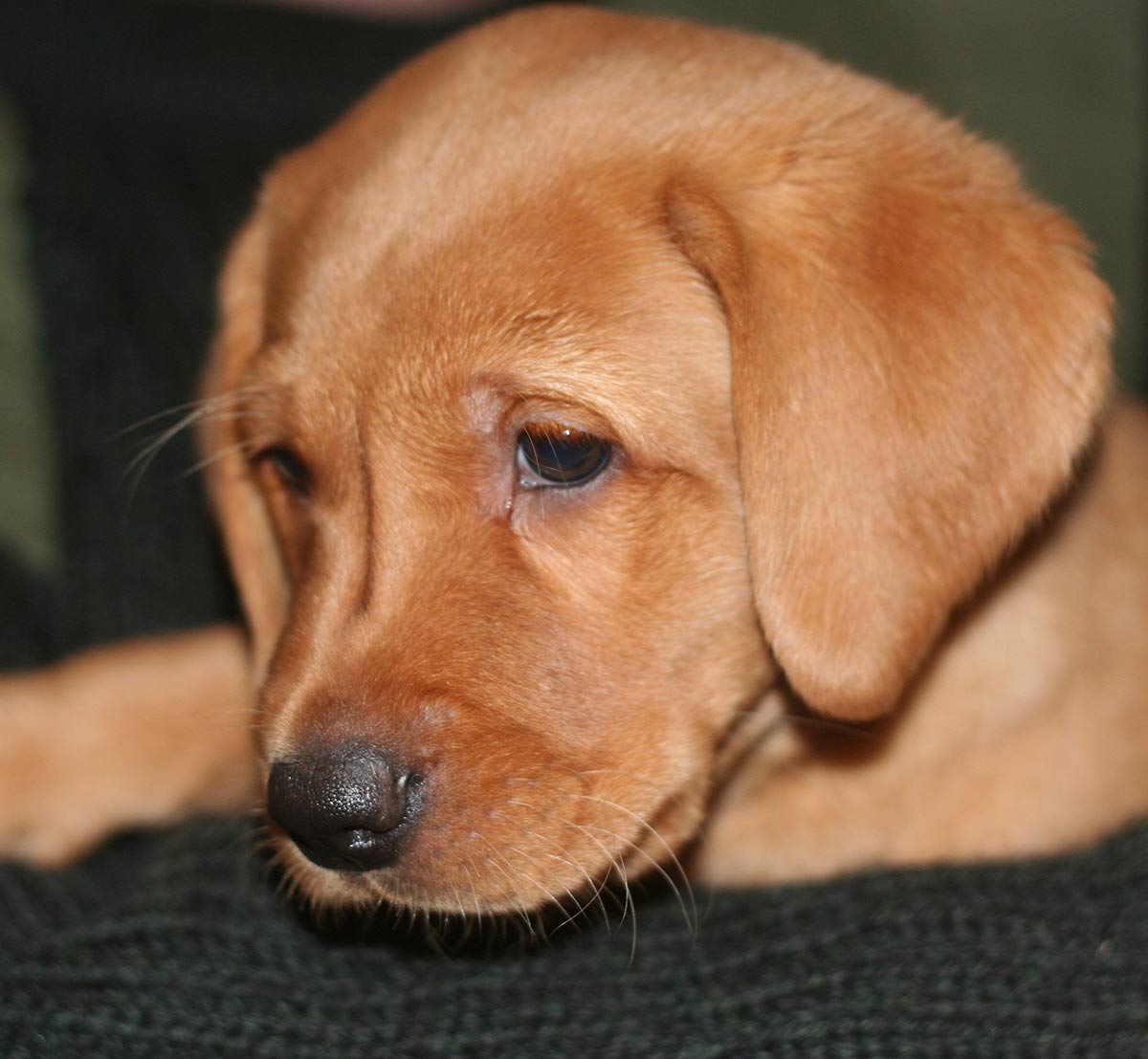 can 1 month old puppies eat solid food