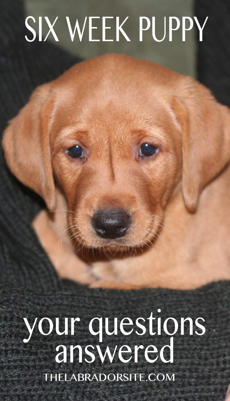 Your six week old puppy questions answered