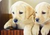 Can puppies leave their mother at six weeks? We investigate