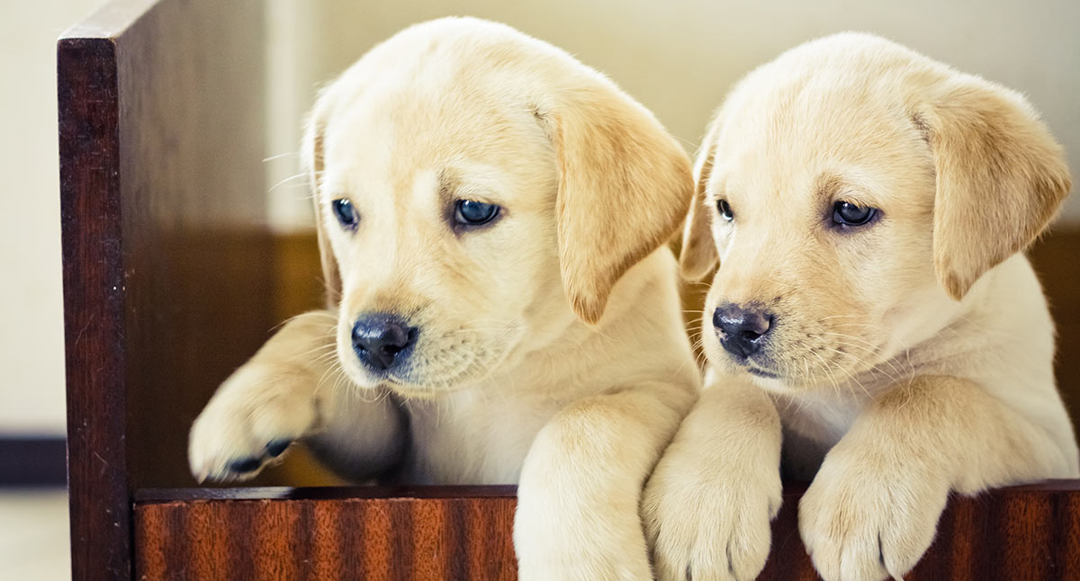 9 week old yellow lab