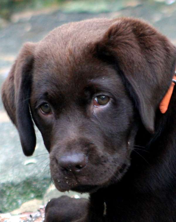 Importance of socialising your labrador puppy