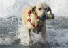 Dog training leads - how to use a long dog leash