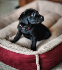 luxury bed for Labrador puppy