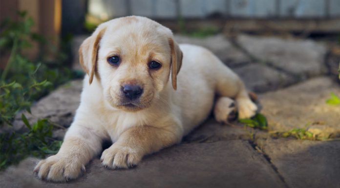 giant labrador soft toy