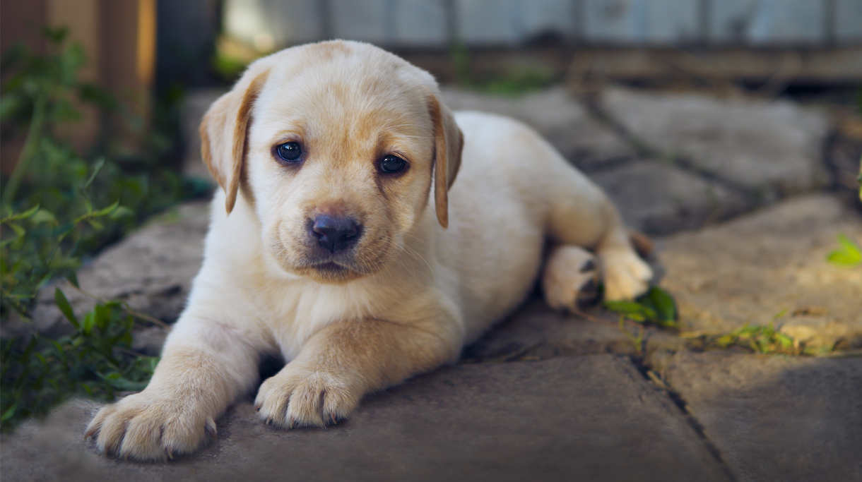 toy labrador