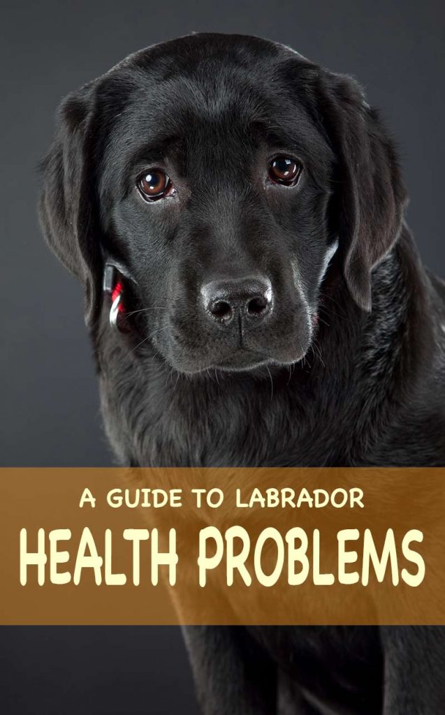 Labrador Health Problems The Information You Need