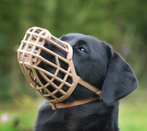 Labrador wearing muzzle