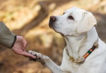 should you send your dog away for training