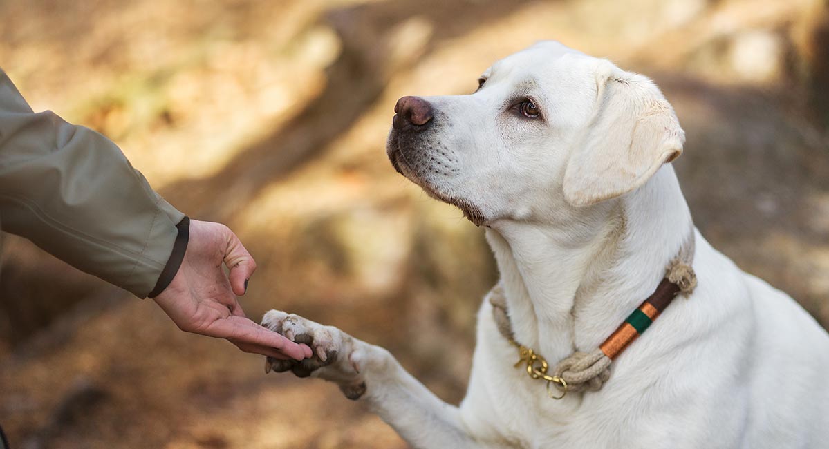 lab dog training near me