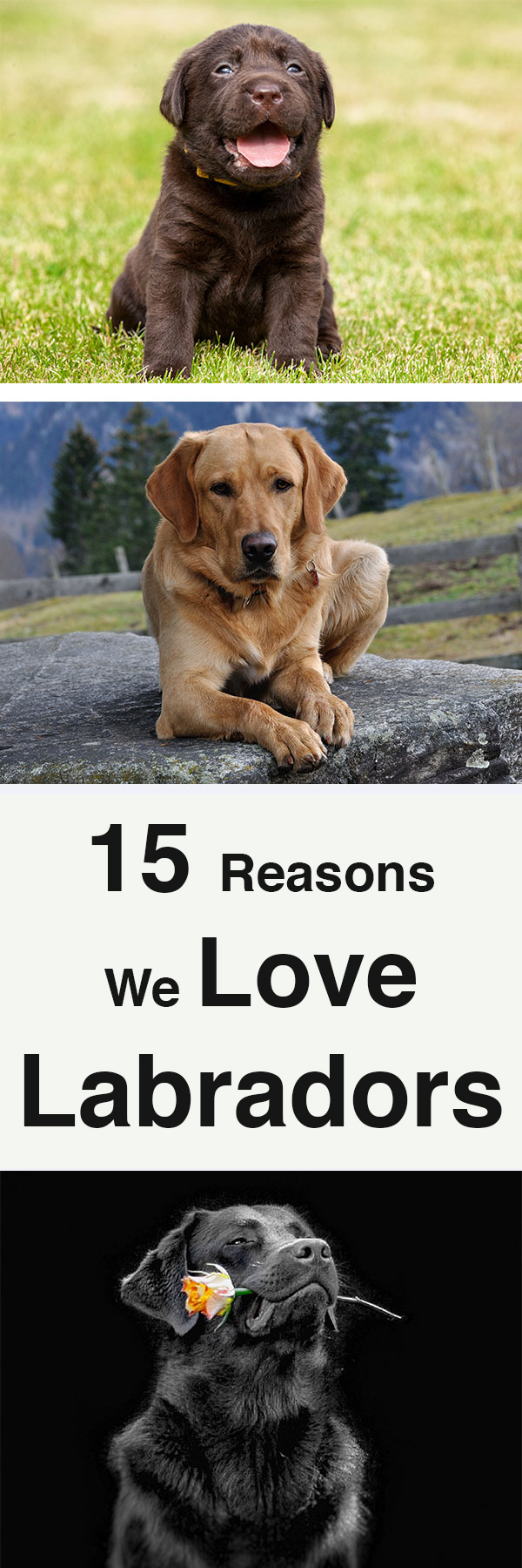 15 reasons we love labradors