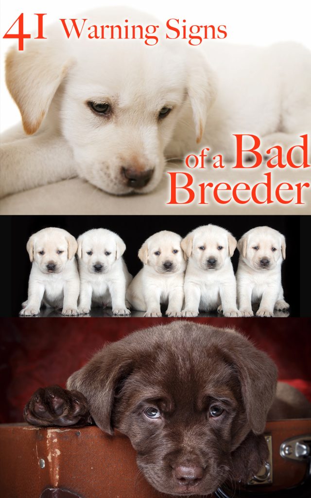bad dog breeder