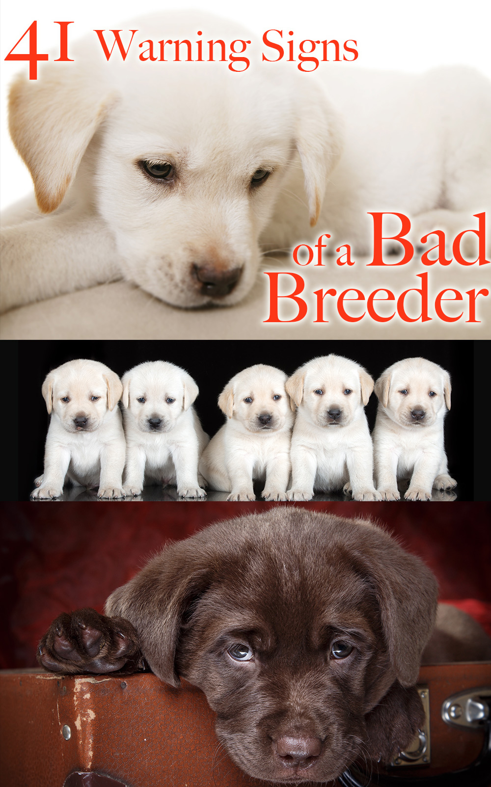 How To Spot A Bad Labrador Breeder And Avoid Disaster