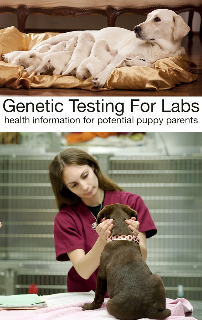 Testing For Labradors The Labrador Site