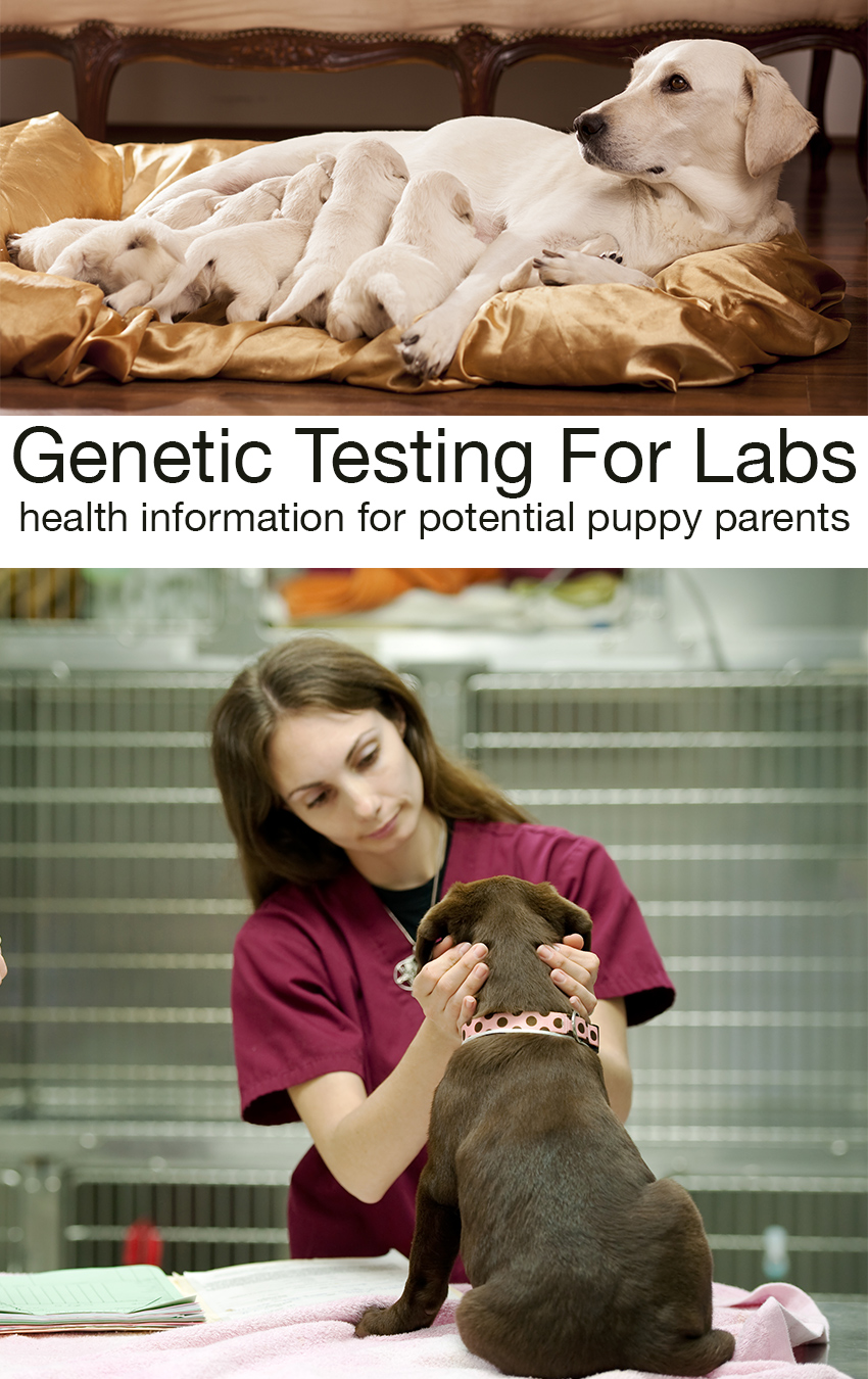 Testing For Labradors The Labrador Site
