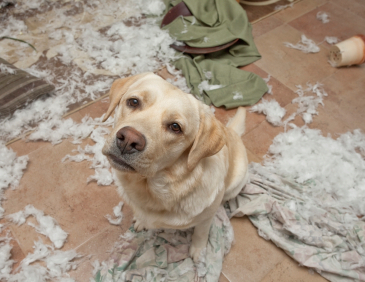 Naughty Labrador