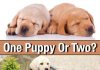 One puppy or two, the pros and cons of littermates