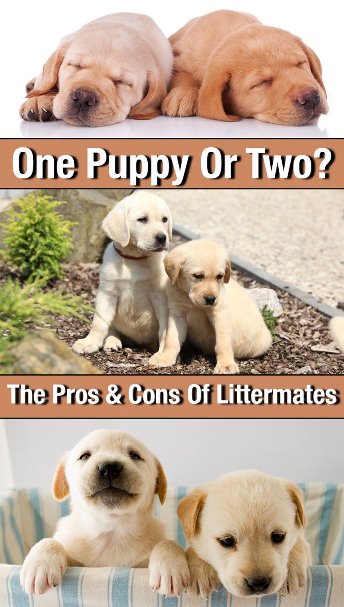 One puppy or two, the pros and cons of littermates