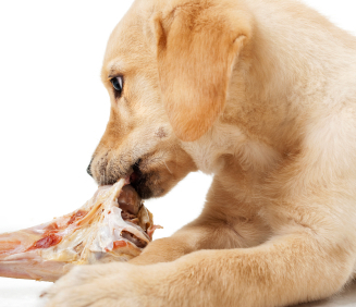 comida cruda para perros