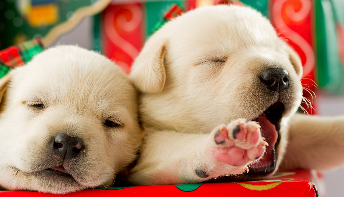 A Labrador Puppy For Christmas! - The Labrador Site