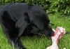 raw feeding for dogs