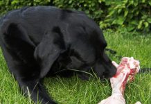 raw feeding for dogs