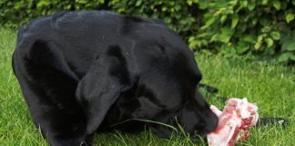 raw feeding for dogs