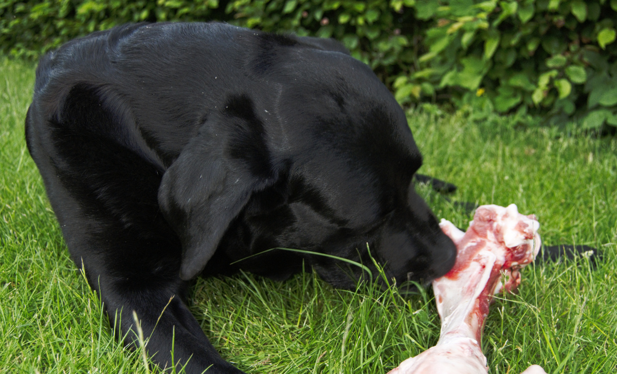 raw fed dog eating grass