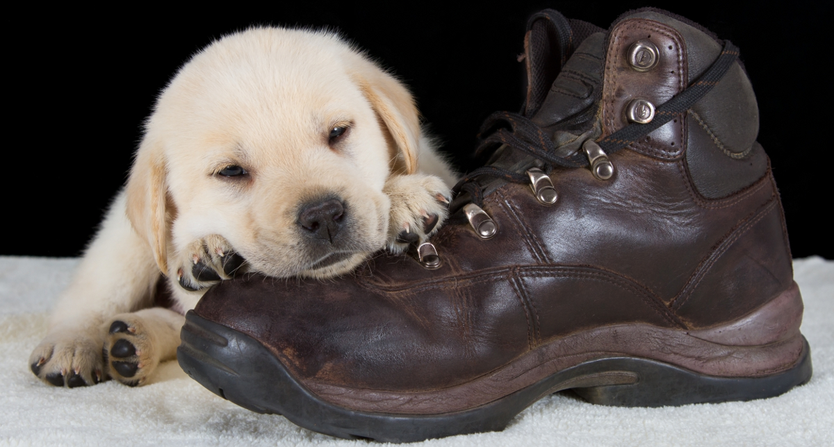 How To Stop Your Labrador Chewing Things