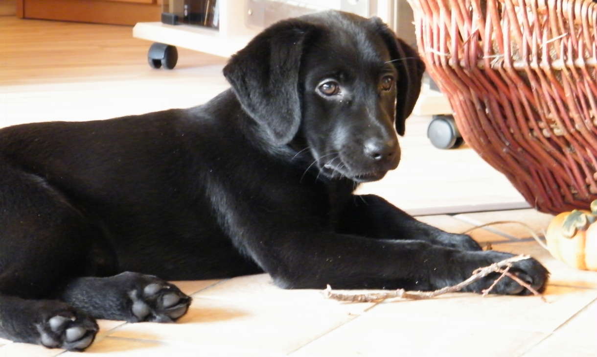 Labrador puppy tygning