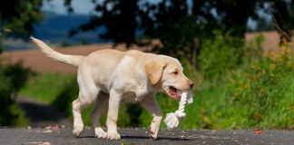 labrador puppy with rope toy