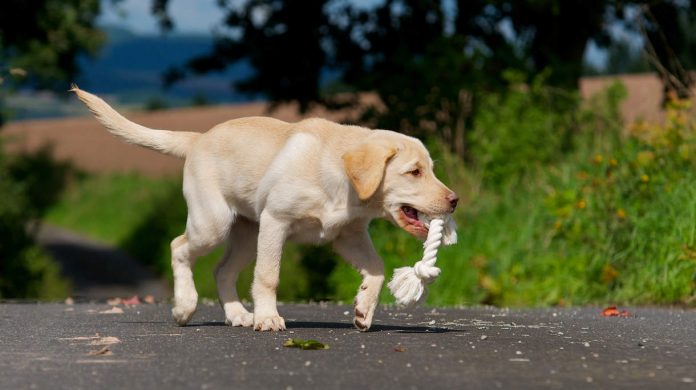 labrador puppy with rope toy