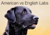 Find out which type of Labrador is the right choice for you and your family