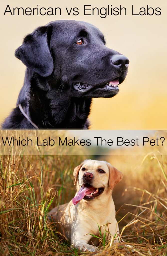 Find out which type of Labrador is the right choice for you and your family