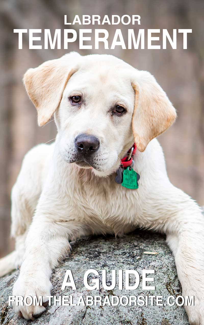 Find out what Labradors are really like in our detailed and up to date guide on Labrador temperament