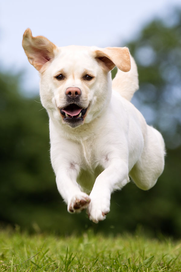 white long haired labrador