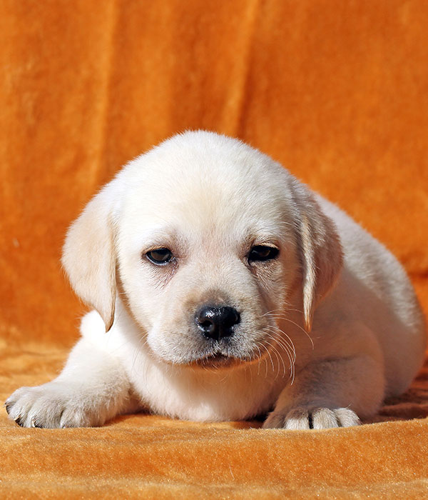 white labrador retriever breeders