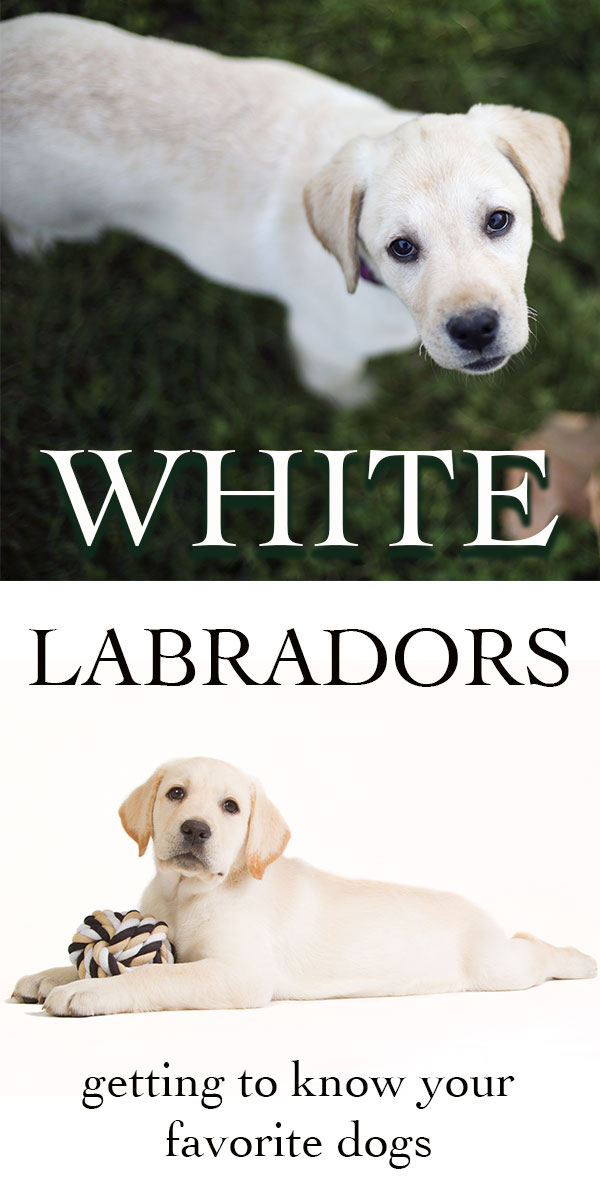 white labradors