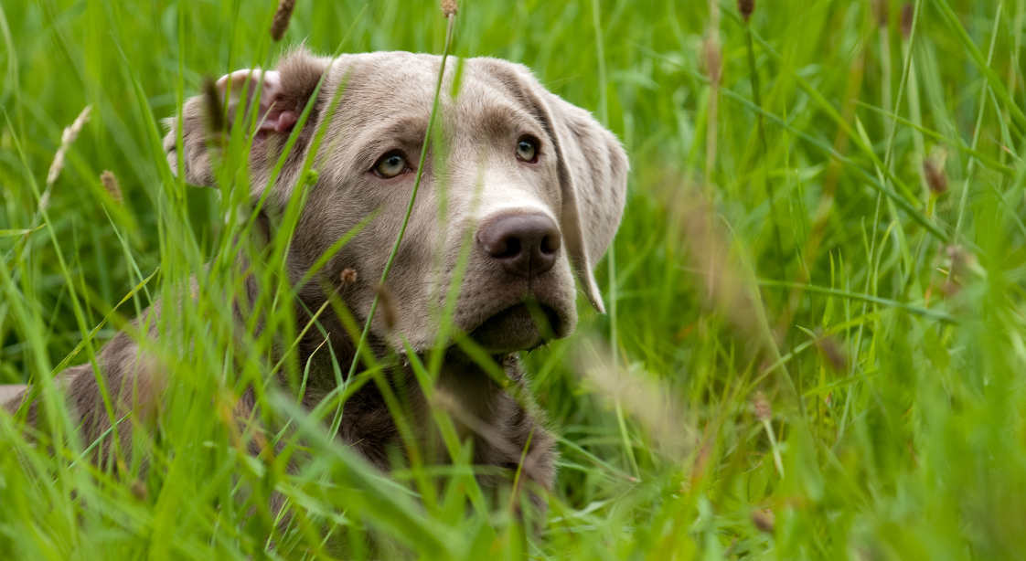 Is it ok for lab puppies to eat grass