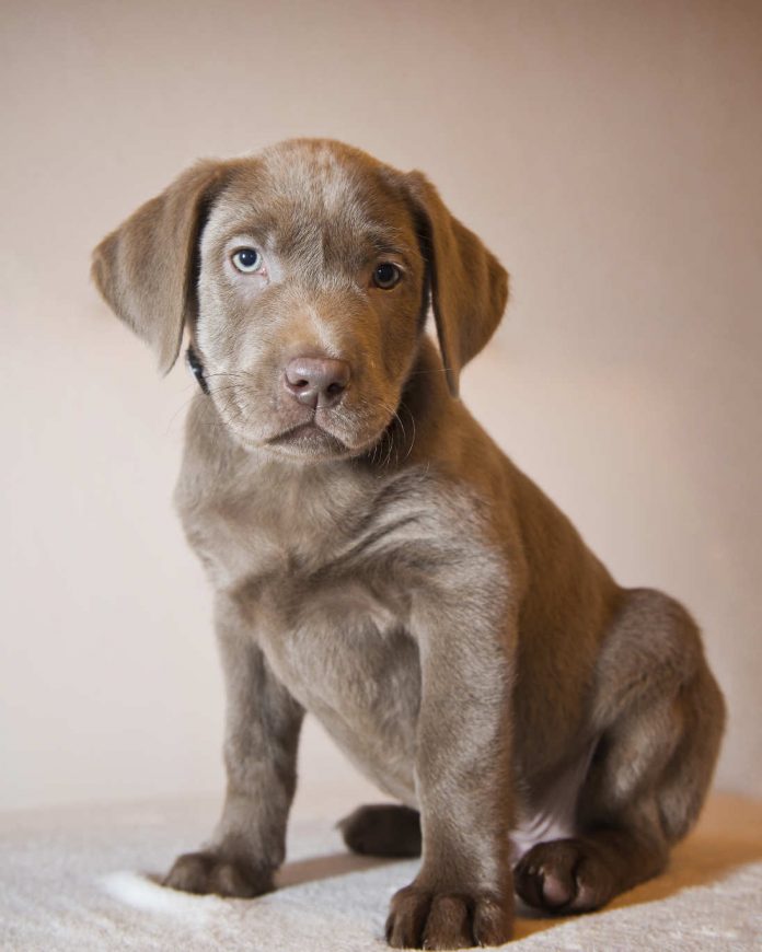 Silver Lab Puppy Losing Hair at Phillip Haskins blog
