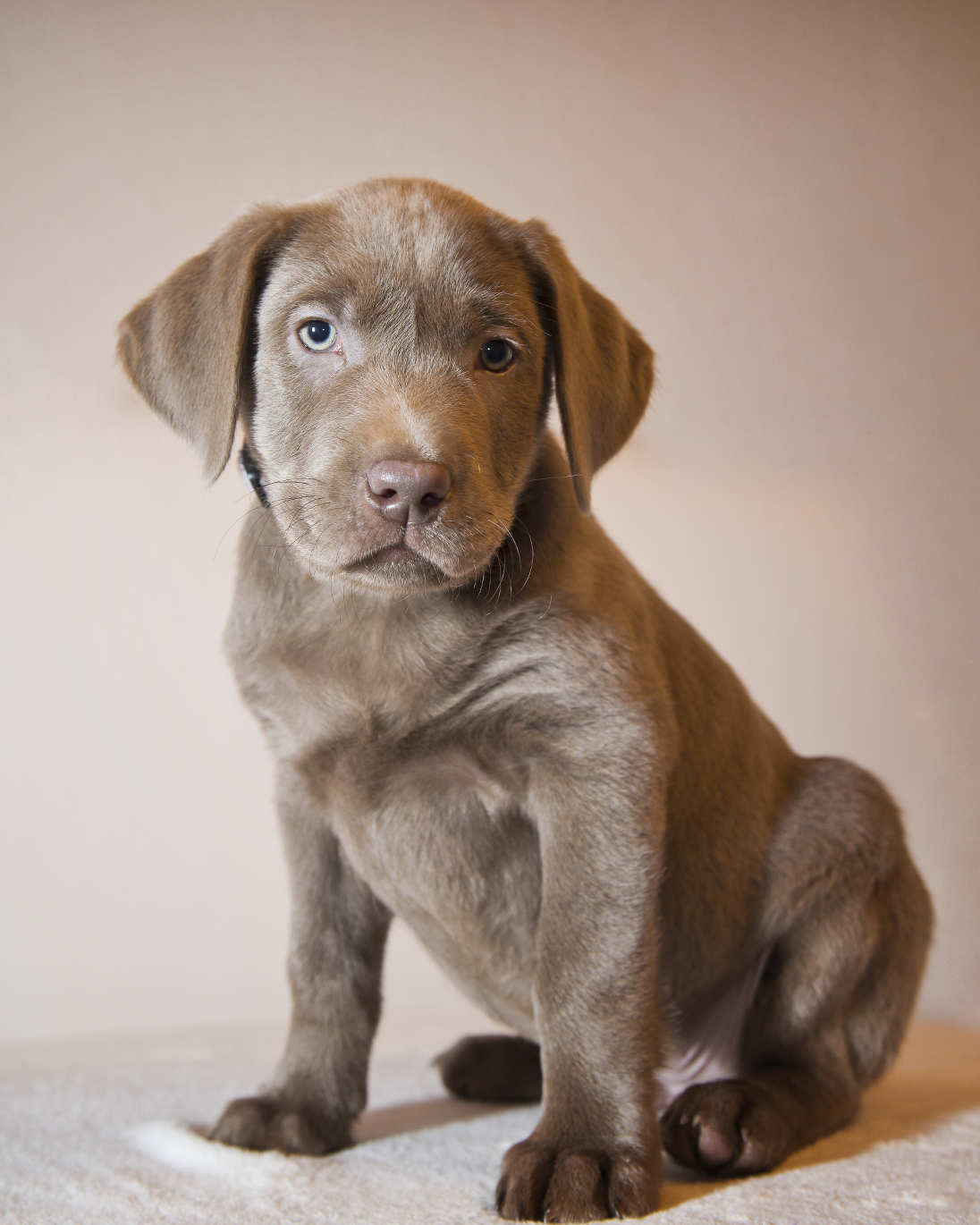 silver chocolate lab puppies