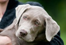 silver labrador puppy