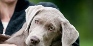 silver labrador puppy