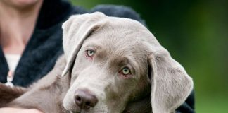 Buy a best sale silver lab puppy