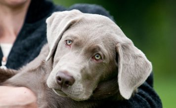 silver labrador puppy