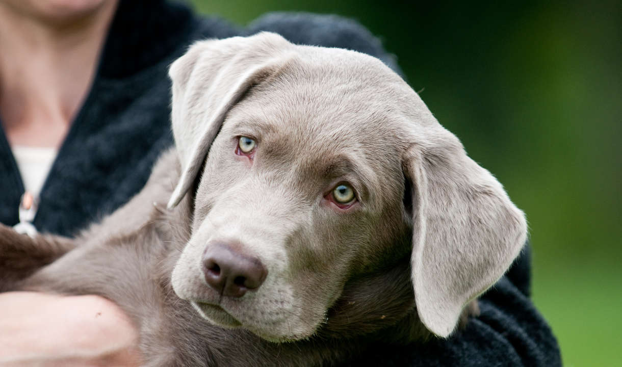 silver chesapeake bay retriever